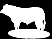 Terminal breeding On-farm fattening 5-6 bulls Beefing