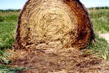 Dry Perennial Grass Bales 10 Potential Perennial Grass Logistic Schemes Advantages Chopped System