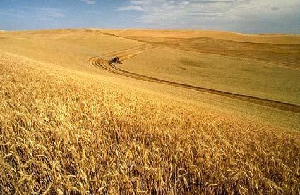 th consecutive record high World wheat crop 217 Wheat Production & Supply