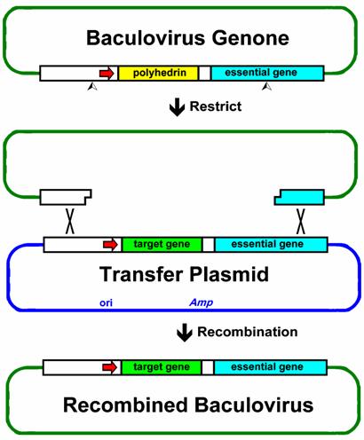 Expression in Baculovirus high level recombinant protein expression post-translational modifications polyhedrin gene strong promoter not needed for replication replace