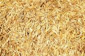 BIOMASS Major technologies for utilizing Biomass for energy : Biomass