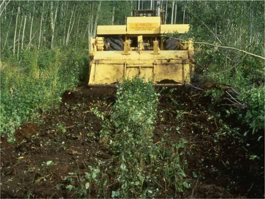 Forest managers are planting nurserygrown seedlings directly into the site after harvesting, to varying degrees in Alberta.