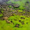 Microalgae as a feedstock for bioethanol