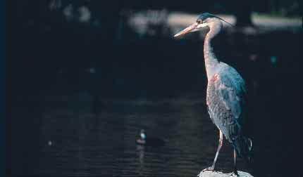 For example, vulnerable or sensitive species in wetland ecosystems within this zone include the Great Blue Heron,