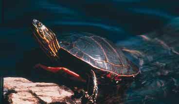 Painted turtle Ch