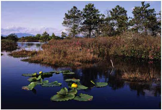 Wetlands are special ecosystems that contain completely waterlogged soil for long periods of time.
