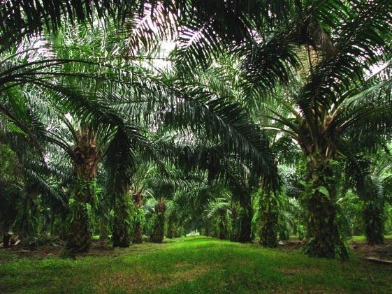 INCREASING INDUSTRY SUPPORT FOR NO DEFORESTATION & NO EXPLOITATION PALM OIL Traceability is central to Nestlé achieving its goal of no deforestation in its supply chain.