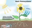 Energy From the Sun Best known autotrophs are those that harness solar energy through photosynthesis Water + Carbon dioxide + sunlight Oxygen + Glucose Most life depends on photosynthetic organisms