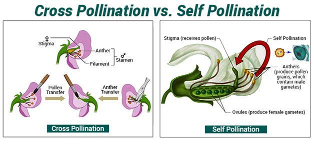 Pea Plant Reproduction Cross-pollination Pollen from one