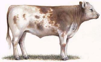 USDA Feeder Cattle Frame Size LARGE