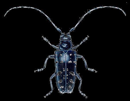 This insect, native to China and Japan, is a destructive pest hardwood trees.