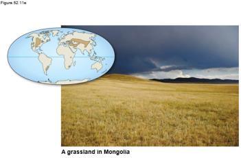 drought Temperate Grassland Temperate grasslands are found on many continents Precipitation is highly seasonal Winters are cold (often below 10 C) and dry; summers