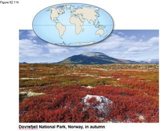 Tundra Tundra covers expansive areas of the Arctic; alpine tundra exists on high mountaintops at all latitudes Precipitation is low in arctic tundra and higher in alpine tundra Winters are cold