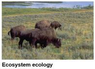 the planet s ecosystems Global ecology examines the influence of energy and
