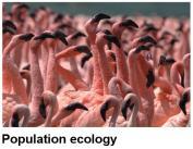 Ecosystem Ecology An ecosystem is the community of organisms in an area and