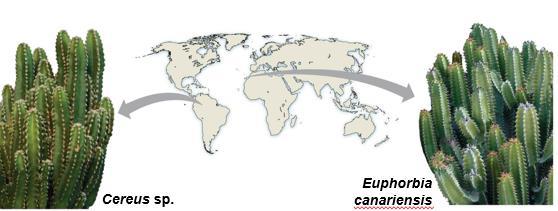 Similar characteristics can arise in distant biomes through convergent evolution For example, cacti in North America and euphorbs in African deserts appear similar but are from different evolutionary