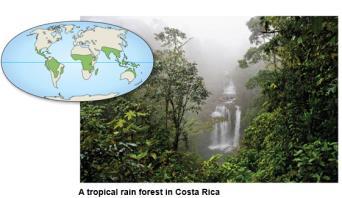 Tropical Forest Distribution is in equatorial and subequatorial regions In tropical rain forests, rainfall is relatively constant, while in tropical dry forests precipitation