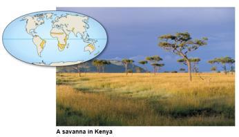 surface area Savanna Distribution includes equatorial and subequatorial regions Precipitation is seasonal with dry seasons lasting 8 9 months Savanna temperature averages (24