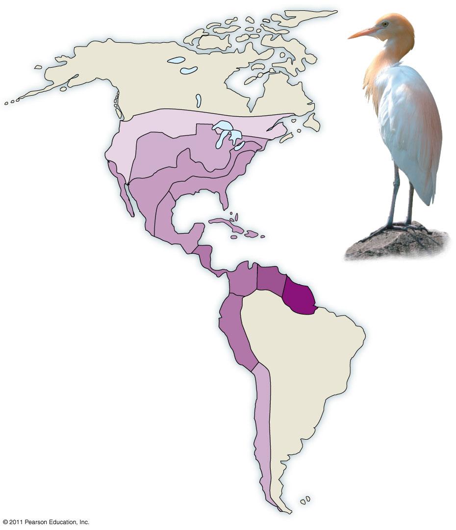 Natural Range Expansion and Adaptive Radiation Natural range expansions show influence of dispersal on distribution (ex. cattle egrets)!