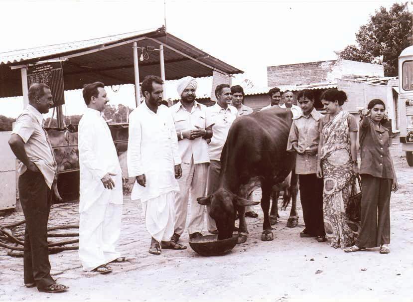 The Institute Captures Attention of the Leaders of the Nation... Sh. Chandra Shekhar Ji at NDRI Cattle Yard.
