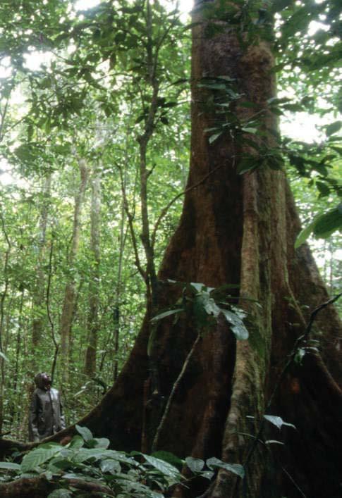 Carbon sinks in the African jungle. Between 1968 and 2007 African forests stored 0.