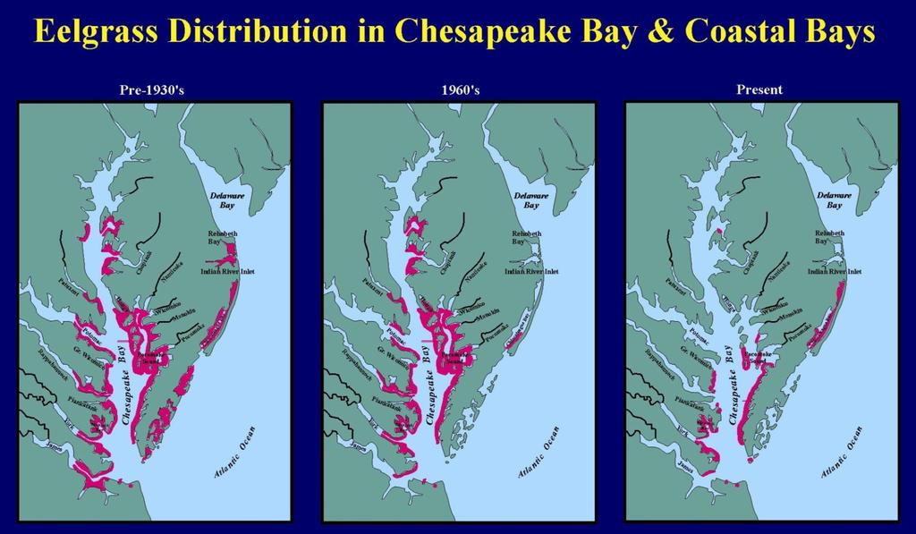Stresses related to climate change that affect eelgrass survival include: Increased frequency and duration of high summer water temps, > 30 C (86 F) -Massive baywide decline observed during 2005 from