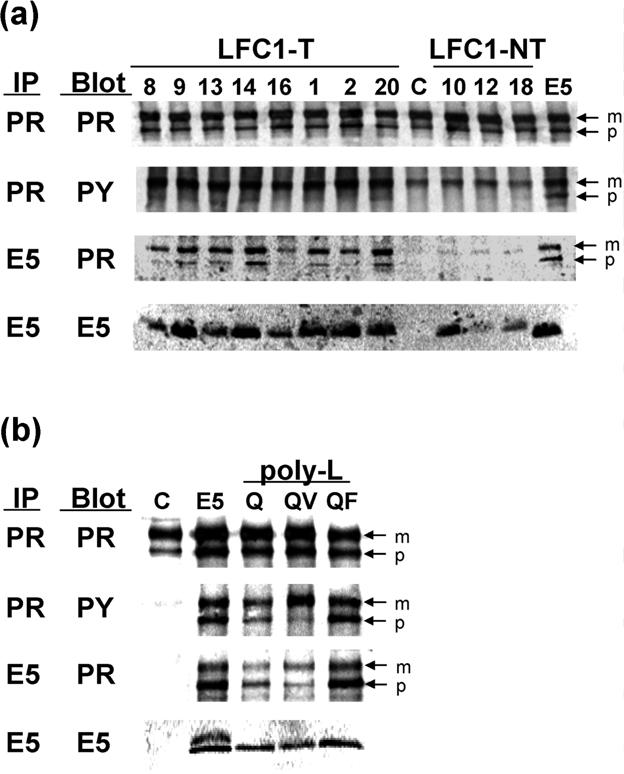 (pl-qf), and the poly-leucine protein with Gln17 and the valine motif (pl-qv) are shown. Non-leucine residues are bold.