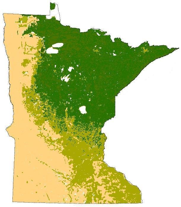 Coniferous Forest OF Minnesota Consists of Jack,White, Norway Pines and Balsam Fir.