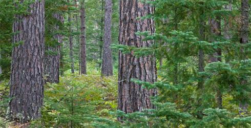 Coniferous Forest OF Minnesota Conifers grow in soils that are