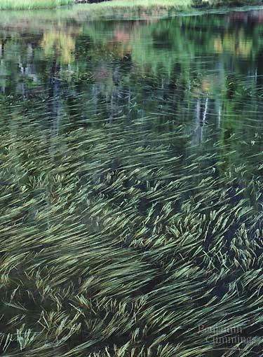 Eutrophic lake: nutrient rich, lots of algal productivity so it s oxygen poor