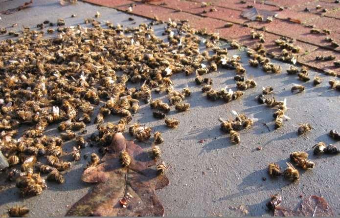 One more reason to keep honey bees: they are in trouble.