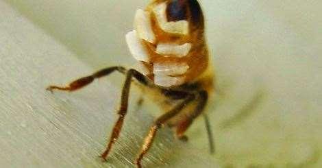 Worker Bee Life Cycle / Jobs Nurse Bee Make Wax / Build Comb Process Nectar