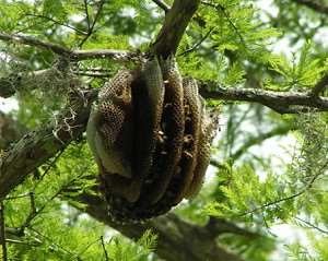 feral bees in Louisiana) Below, a