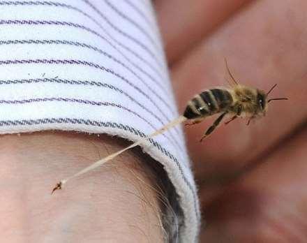 Getting Stung Final Sting ~ Kathy Keatley Garvey Honey Bees: Defensive Not Aggressive Barbed Stinger Sticks in Target Bees guts pulled out Bee Dies What To Do If Stung Scrape off stinger (use