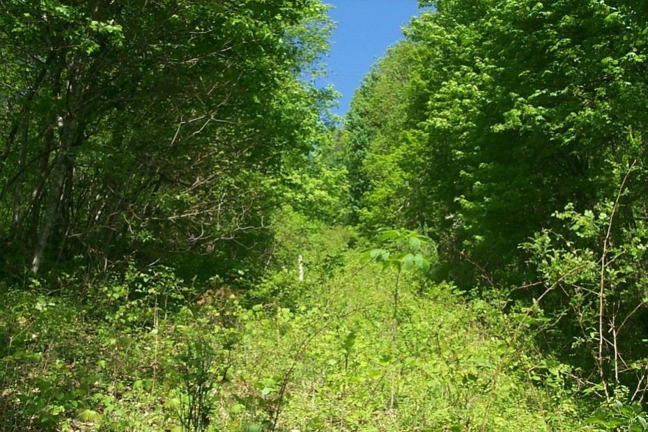 Figure 5. A 50 foot wide pipeline ROW overgrown to a width of 30 feet.