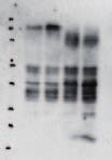 of Fig 3h 1 Panel 1 of Fig 5d Blots