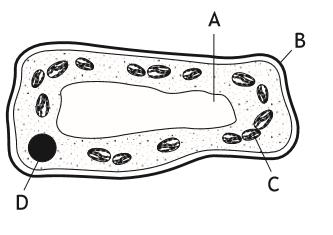 National 5 Unit 1: Cell Biology Topic 1.1 Cell Structure 1. The diagram below shows parts of a plant cell. Which part of the cell is composed of cellulose? 1 2.