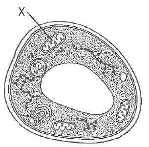 4. The diagram below represents a plant cell. Which parts of the cell would also be found in an animal cell? A B C D M and N N and O M and P M, N, O and P 1 5.
