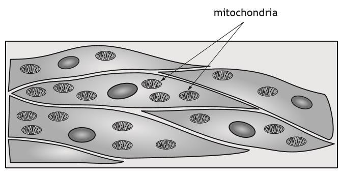 5. The diagram below shows muscle cells. (a) (i) Explain why muscle cells require many mitochondria.