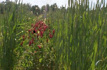 Cover Crop Fertility Small grains and summer grasses