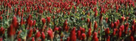 Nitrogen Crimson clover or hairy vetch Reducing