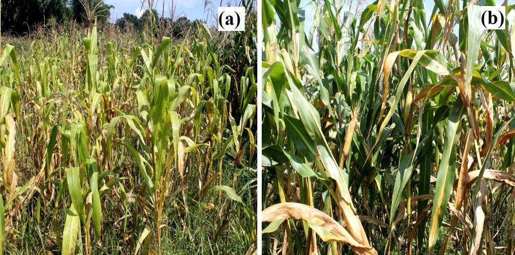 Table 4 100-grain weight (g) of maize influenced by long term fertilizer application in maize-wheat cropping system N 40 19.39 20.16 21.10 18.06 21.71 22.84 N 80 18.24 21.04 22.38 17.54 22.29 22.