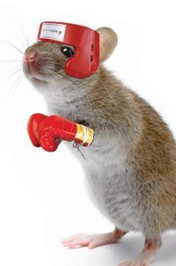 Usage 3: Knock-out mice (2007.