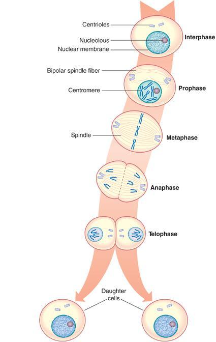 Mitosis Mitosis = somatic