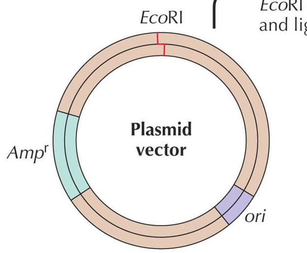 Plasmid as a vector
