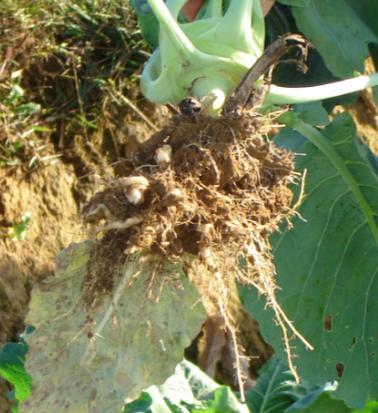 Effects of plant diversity on root diseases Clubroot