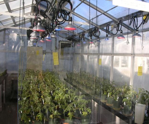 Internalization of Salmonella in tomato plants BSL II greenhouse log CFU/gdw 9 8 7 6 5 4