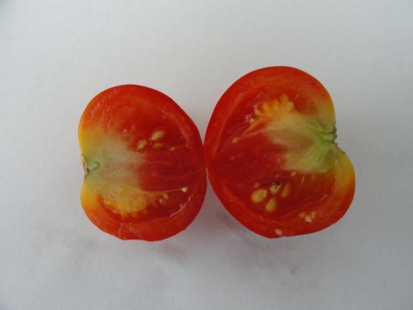 tomato plants side