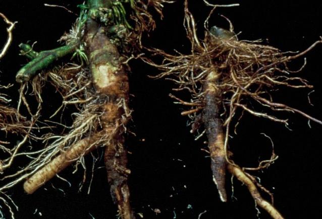 Tomato corky root severity in organic, low-input and conventional plots in California 20 Lesions/root system 16 12 8 4 ORG LOW Corky root CONV CONV2 0