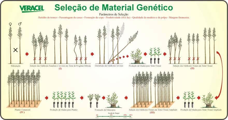 Steps taken for the selection of new elite clones Selection parameters: trunk and crown form, % bark, productivity Adt/ha; wood quality; disease resistance, financial margin Hybrid mating Selection